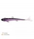 Zeck Zander Pelagi 20cm 60g Hecht,Zander,Wels,Raubfisch