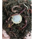Ca.100 Angelwürmer Mistwürmer ungekühlt haltbar Forelle Karpfen Schleie Aale usw