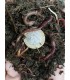 Ca.100 Angelwürmer Mistwürmer ungekühlt haltbar Forelle Karpfen Schleie Aale usw